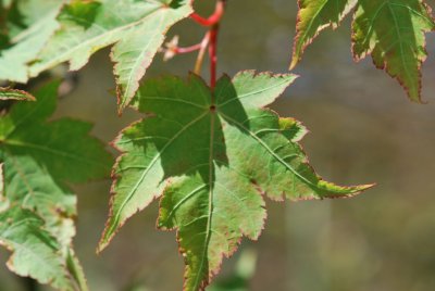 Acer micranthum - javor malokvětý (62)